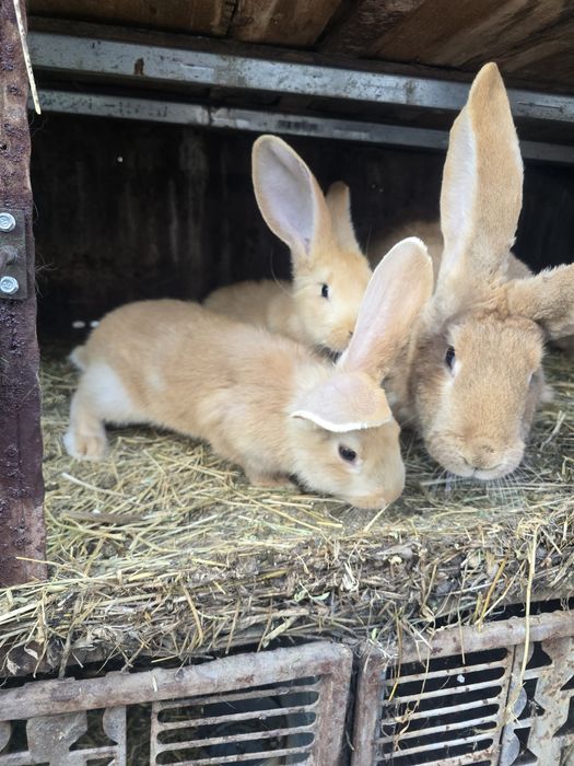 Iepurași uriaș german galben