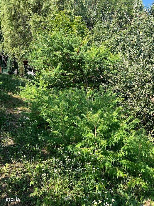 Vanzare cabana+ teren intravilan 1050mp, casa de vacanta/locuinta