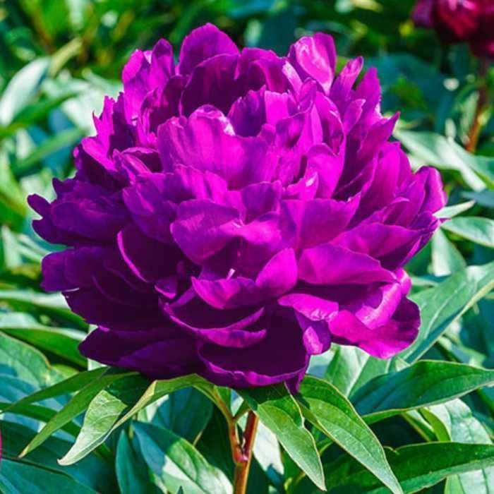 Rizomi (Bulbi) de Bujori giganti Eden's Perfume pt plantat f parfumați, fluorescenta bogata  nuante Roz, Alb, Rosu, Portocaliu  Galben, Mov Roz cu alb
