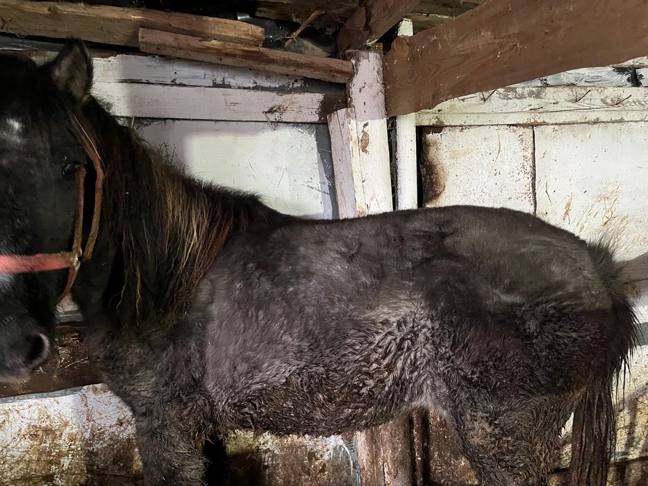 Соғым тайлар откорм 530мың