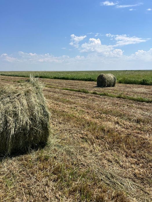 продам сено рулонное