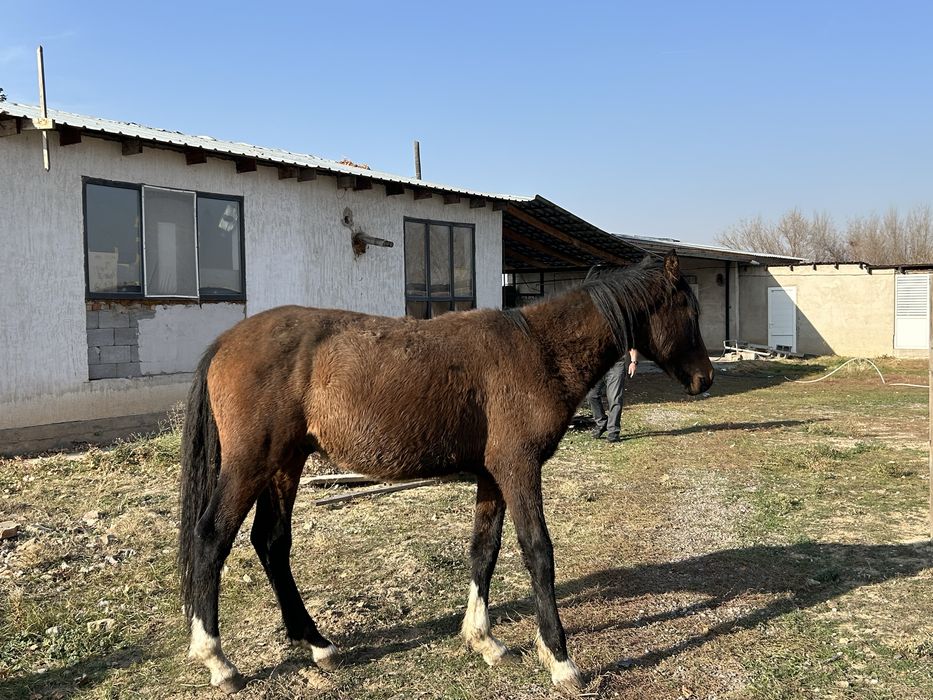 Продам лошадей