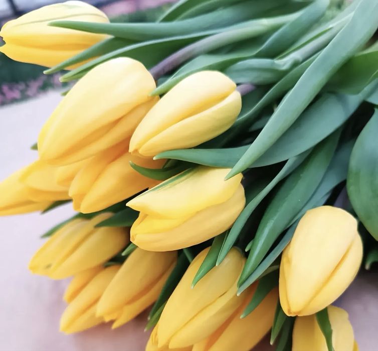 Тюльпаны голландские оптом и в розницу