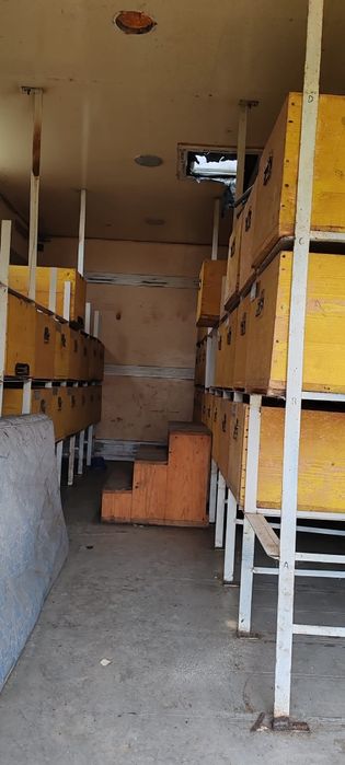 Vand pavilion apicol