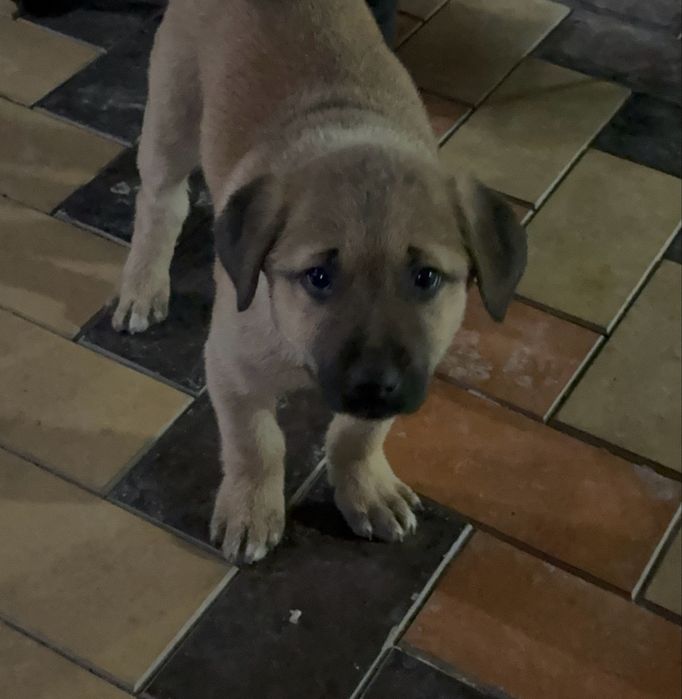 Собачка девочка добрая в хорошие руки