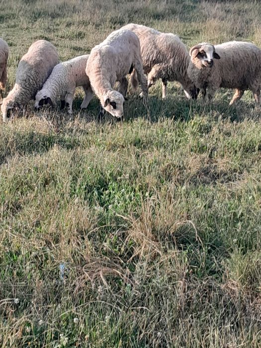 Vând o oaie cu miel și una stearpa și 2 berbecuti