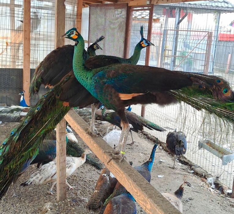 Mascul paun Verde,Java-Muticus !