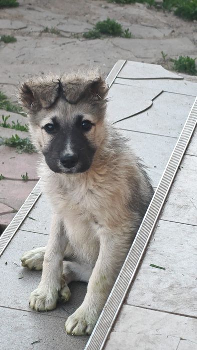 Catelusa pentru adoptie