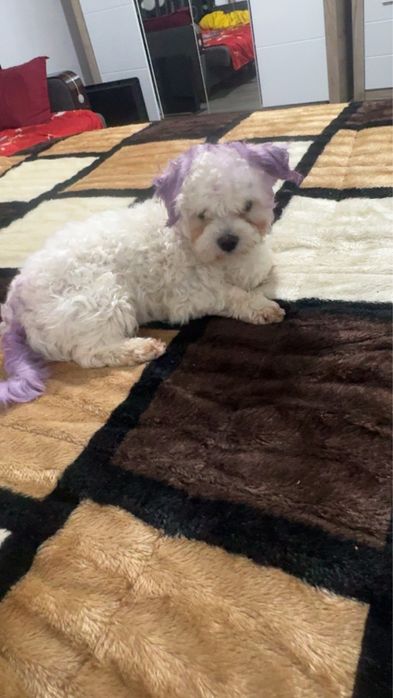 Vand pui bichon Cazanesti Ialomita