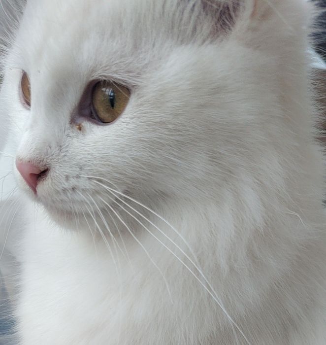 Бели котенца, търсят дом