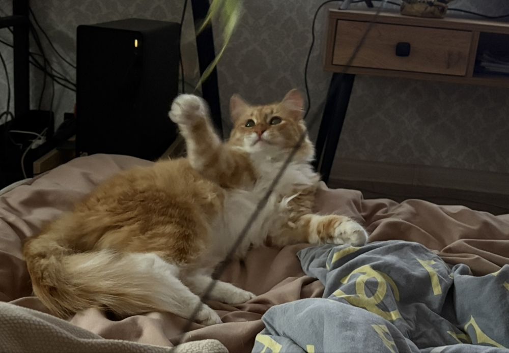 Кошечка Йера 1 год