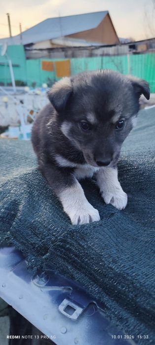 Щенки полу хаски полу дворяне)