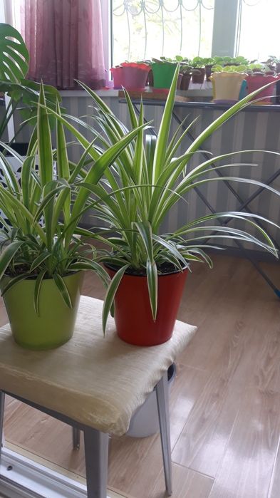 Хлорофитумы цветы шикарные!