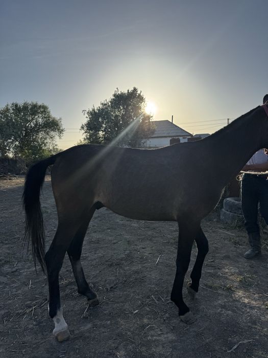 Спортшы қыздардың әдепсіз суреттері