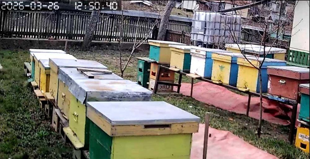 Stupi, Adancata, Suceava