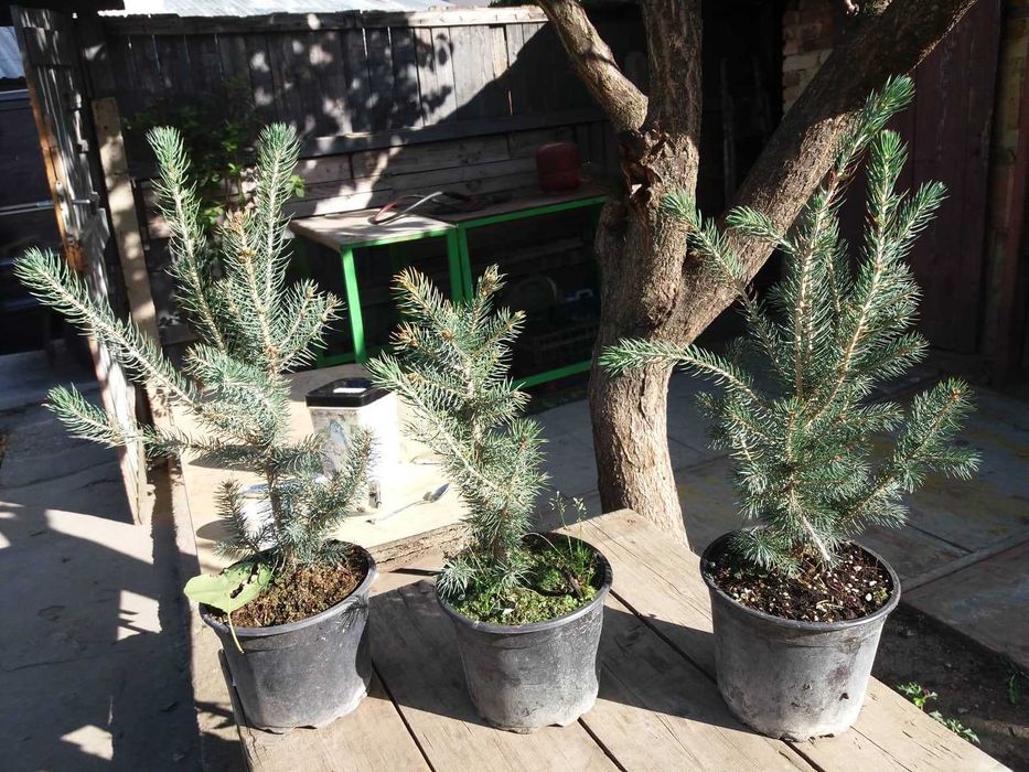 Сребрист смърч                             .