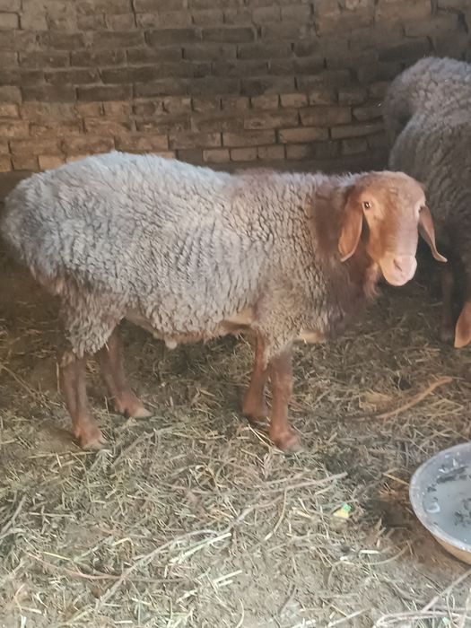 Kogon tumani Geofizika Maxallasida Qóchqor sotiladi 7.2 mln