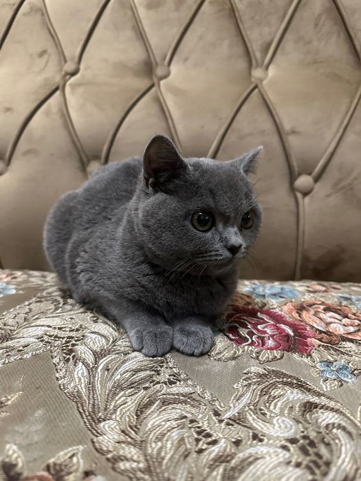 Scottish fold , Scottish strite