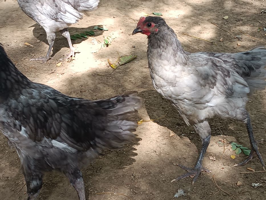 Cocoși rasa australorp