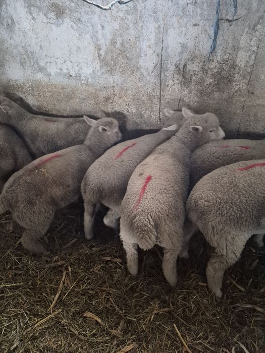 Vand 3 batali (berbecuti castrati)rasa Ile De France