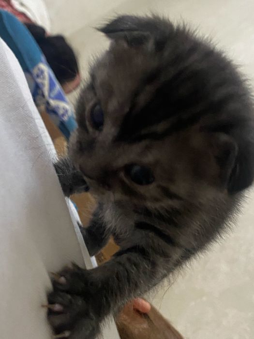 Вислоухая котенок