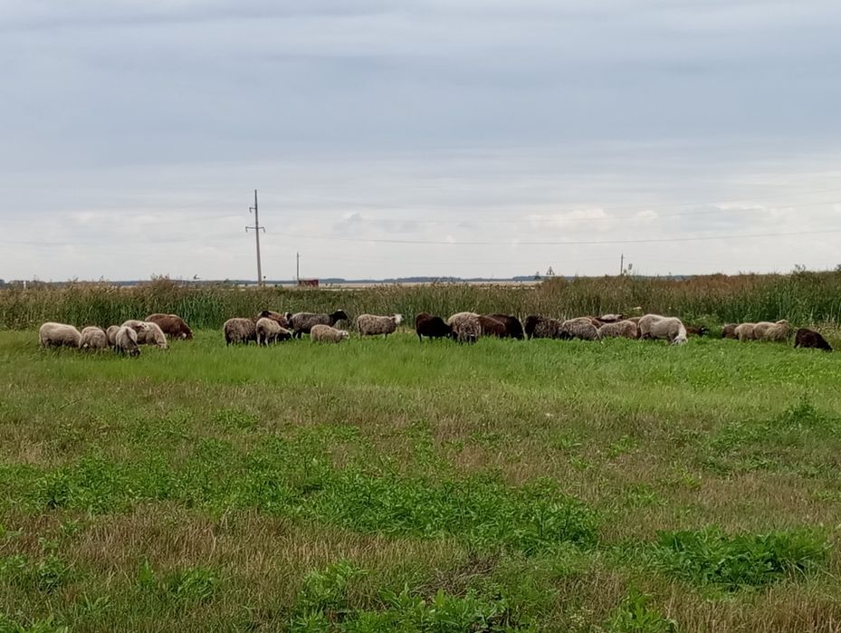 Продам баранов 53 головы