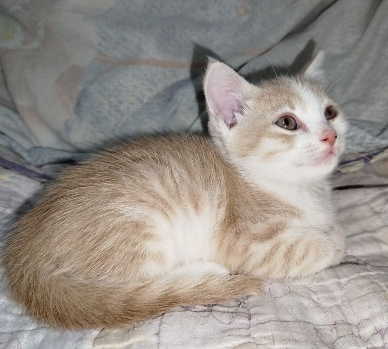 котята в добрые руки!