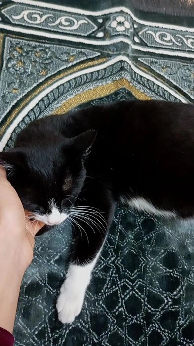 Mushuk zotdor chiroyli