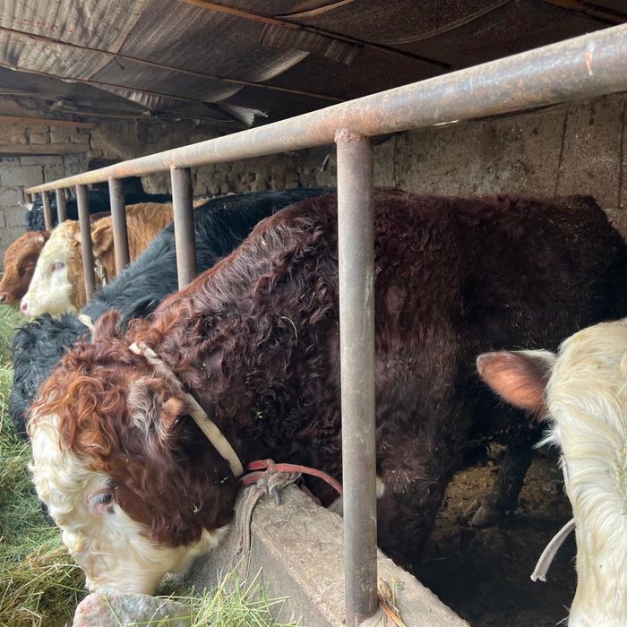 Пуха быки оптом 10 бас