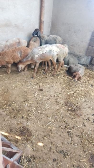 Продам баран с егнятами