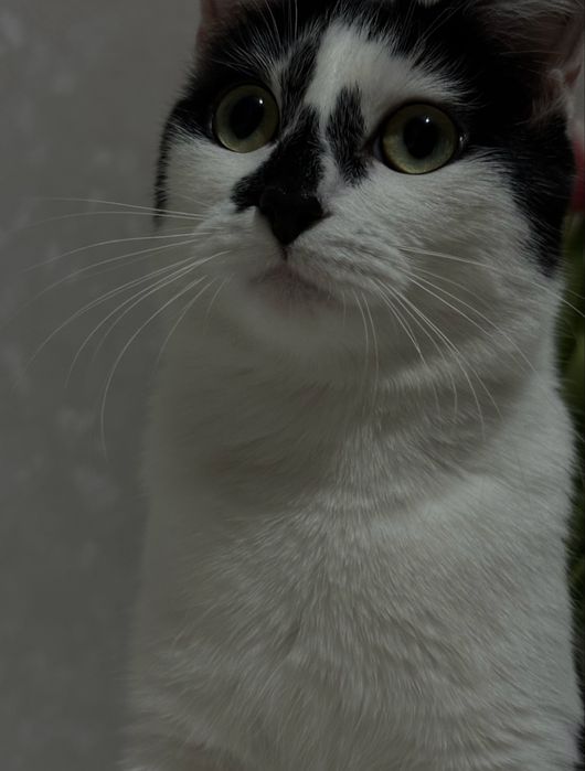 Отдам кошку в хорошие руки.