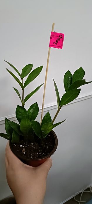 Долларовое дерево:3000 тенге