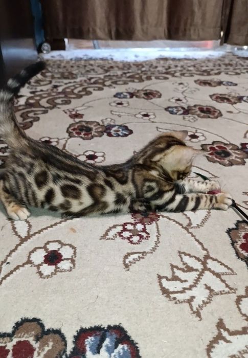 Продаются Бенгальские котята