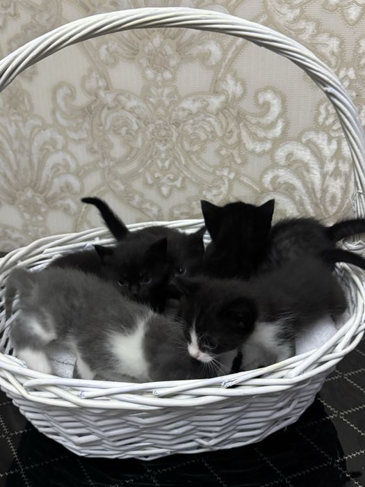 Продаются котята