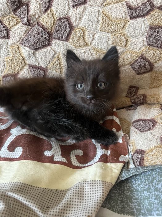 Отдаю котенка в хорошие руки