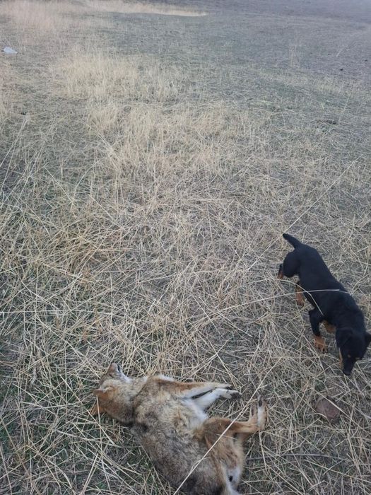 Яг сатыладыыыыыы