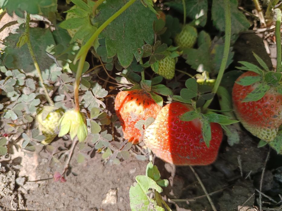 Разсад целогодишни ягоди