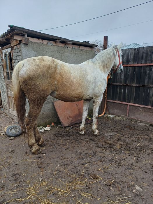 De vanzare iapa de 6 ani