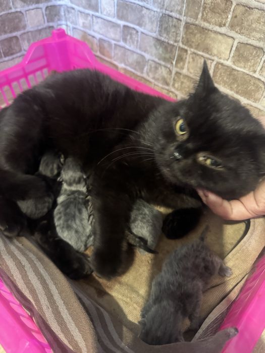 Продам шотландских котят