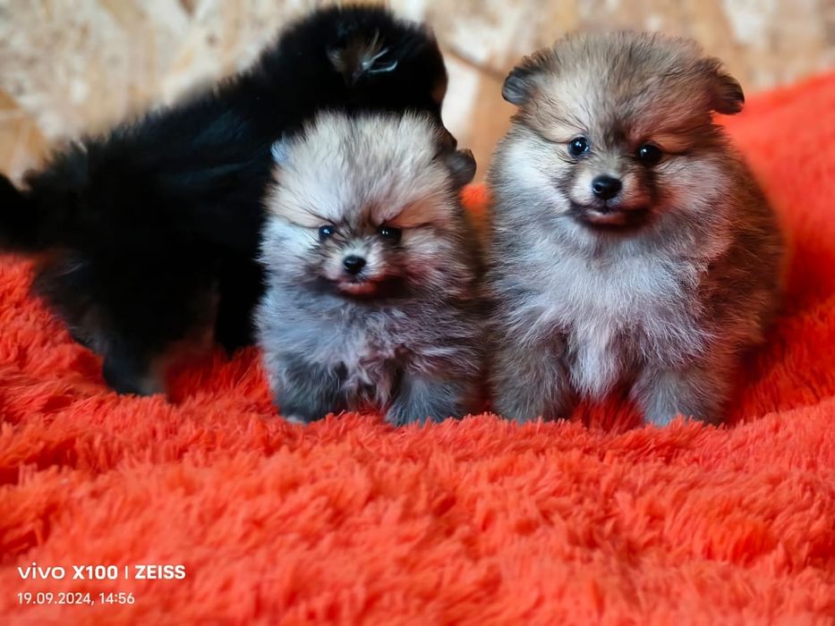 Очаровательные щенки шпица.