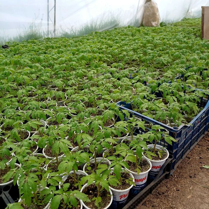 Продаваме Разсад- Домати