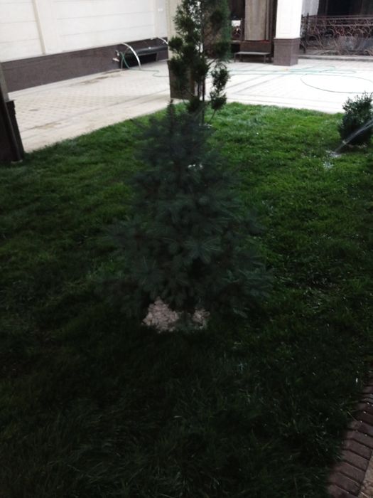 Gazon ekish va urug sepish paliv ornatish