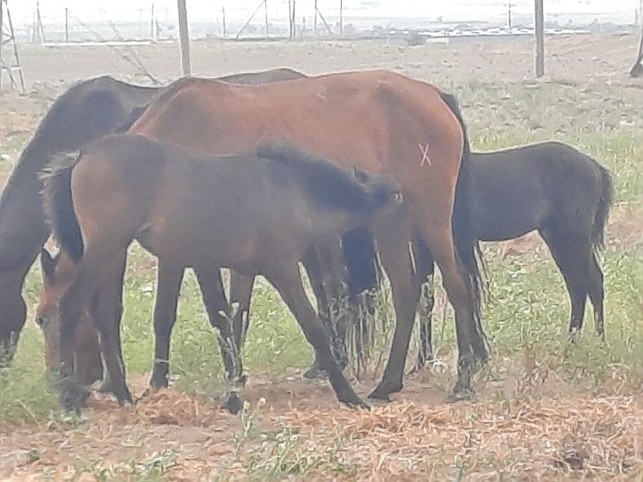 Жылқы сатамын 3- бие, 1- айғыр