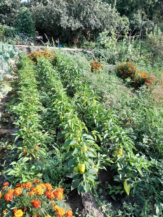 Продам дачу в обществе Парус