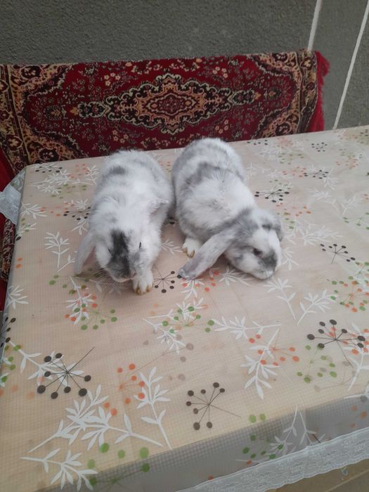 Iepurași de vânzare