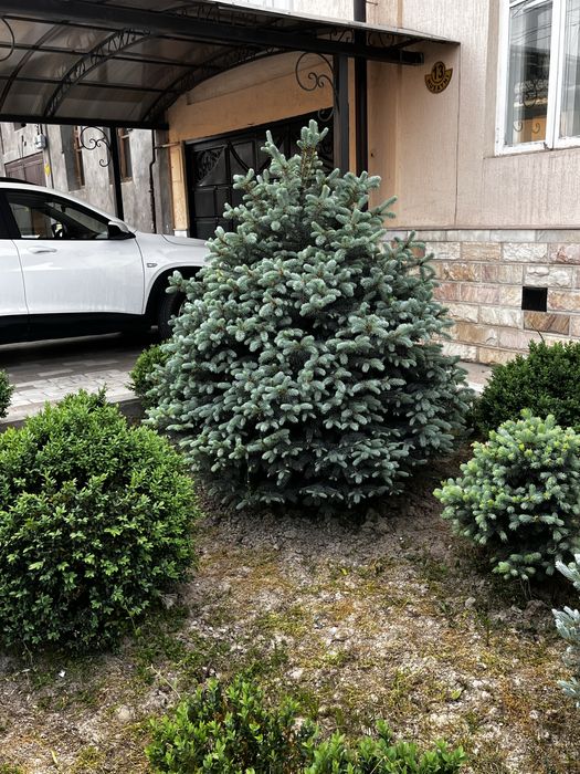 Galuboy sini yel sotiladi