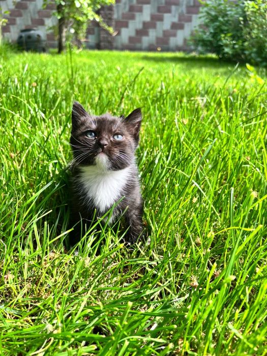 Котятки ищут любищую семью