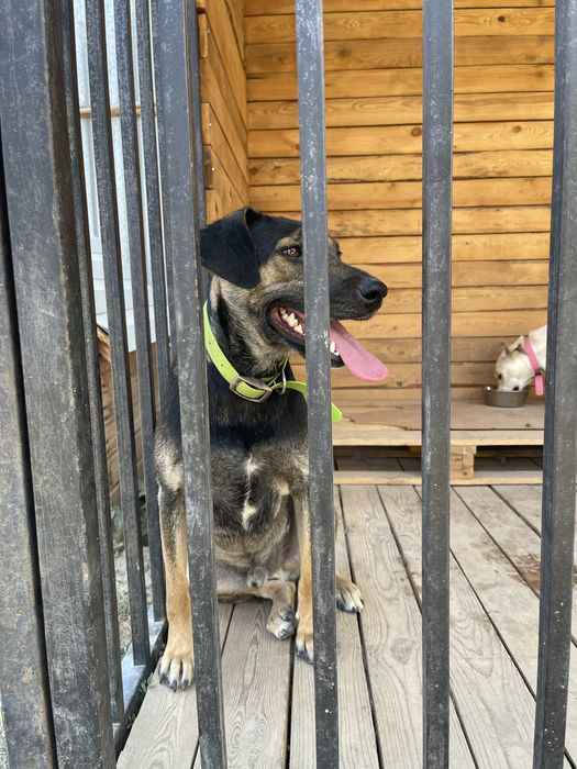 Срочно отдам кобеля, кастрированного