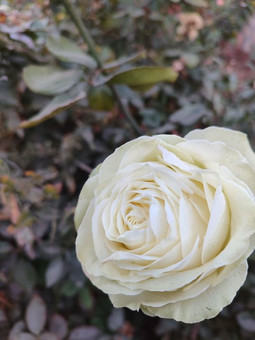 Atirgul qizil sariq oq