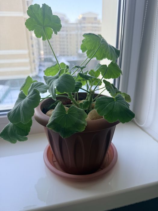 Продам цветы герань и домашний горький перчик